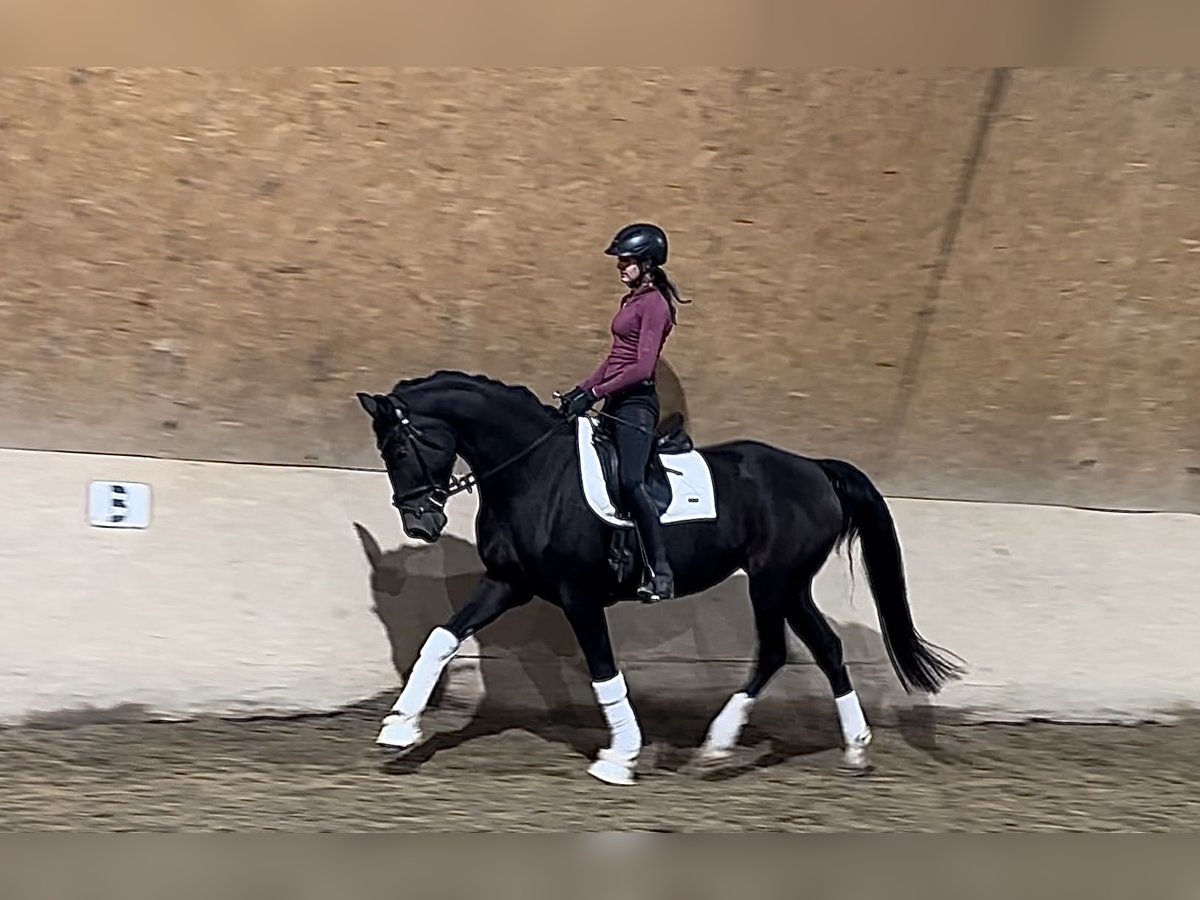 Westphalian Mare 8 years 16,1 hh Bay-Dark in Wehringen