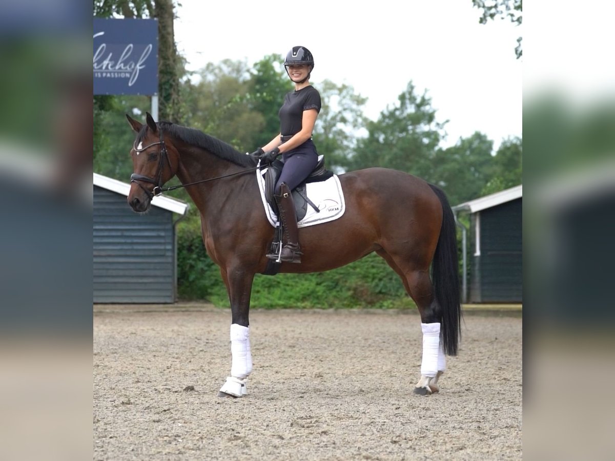 Westphalian Mare 8 years 16,1 hh Brown in Gölenkamp