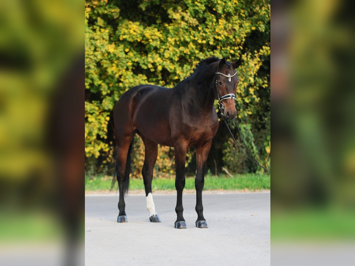 Westphalian Mare 8 years 16,1 hh Brown in Békésszentandrás