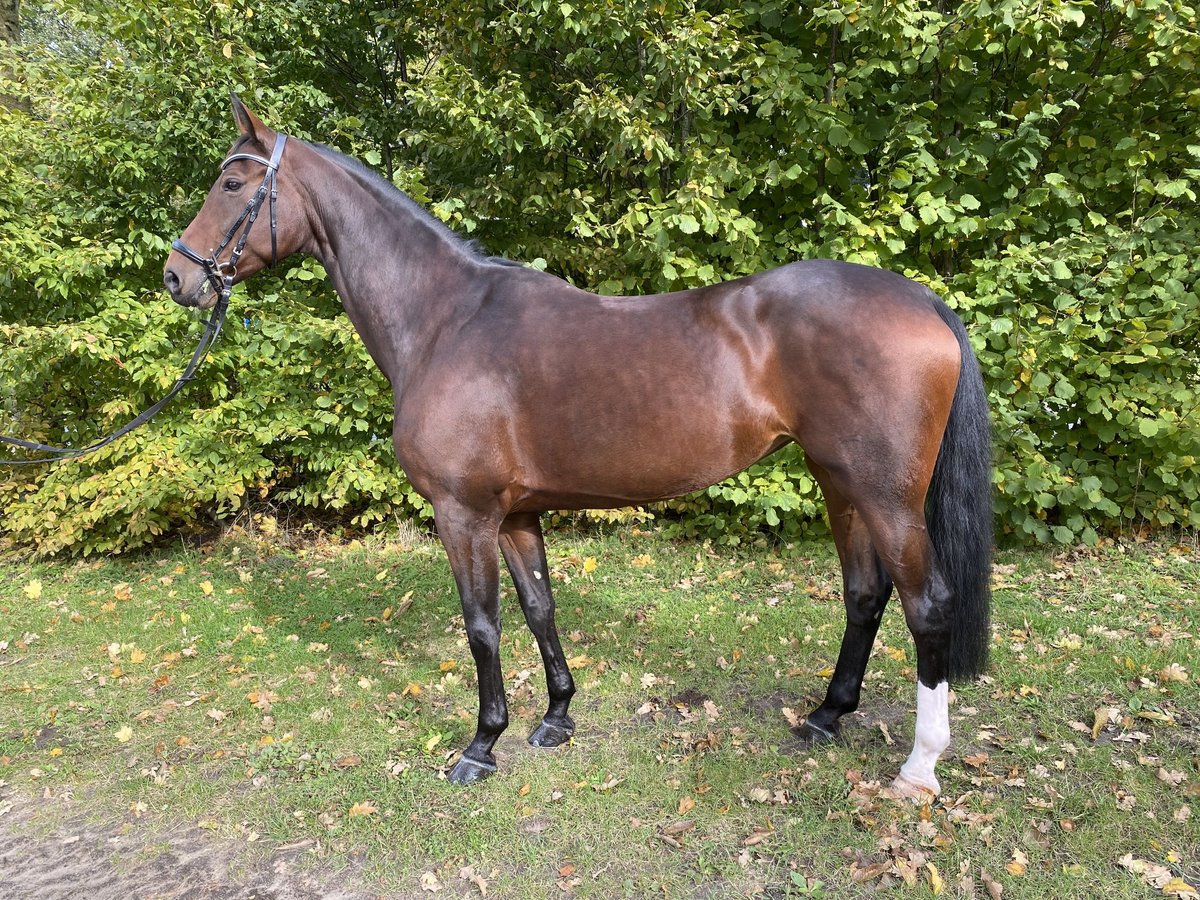 Westphalian Mare 8 years 16,1 hh Brown in Greven