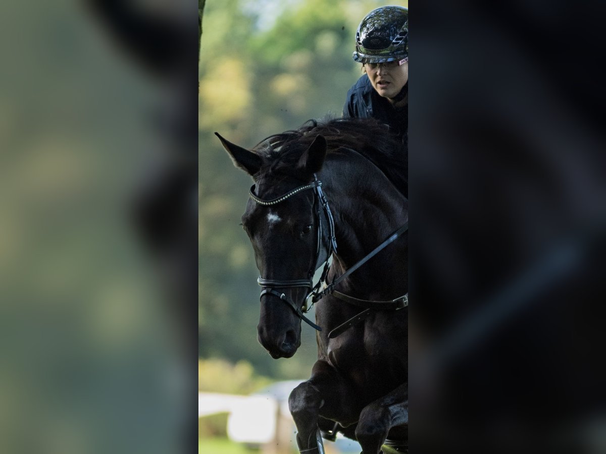 Westphalian Mare 8 years 16,2 hh Black in Senden