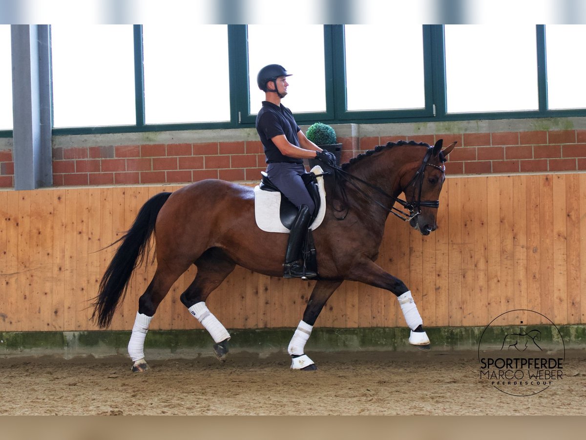 Westphalian Mare 8 years 16,2 hh Brown in Greven