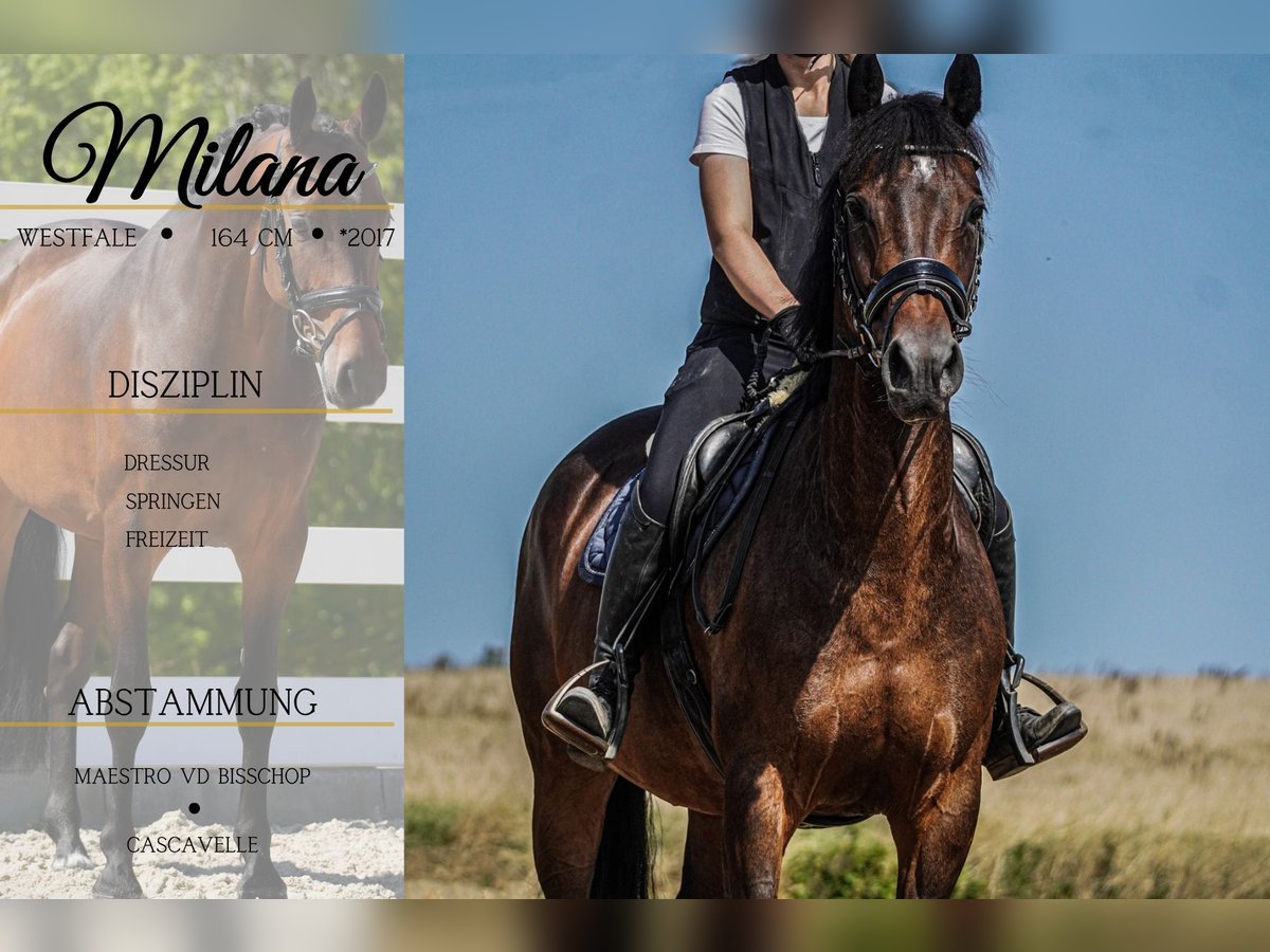 Westphalian Mare 8 years 16 hh Bay-Dark in Nettersheim