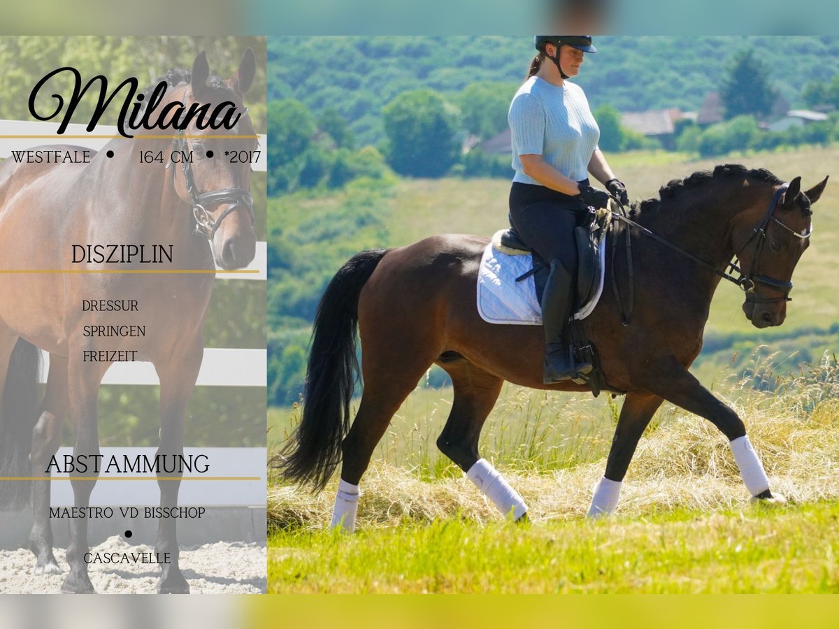Westphalian Mare 8 years 16 hh Brown in Nettersheim