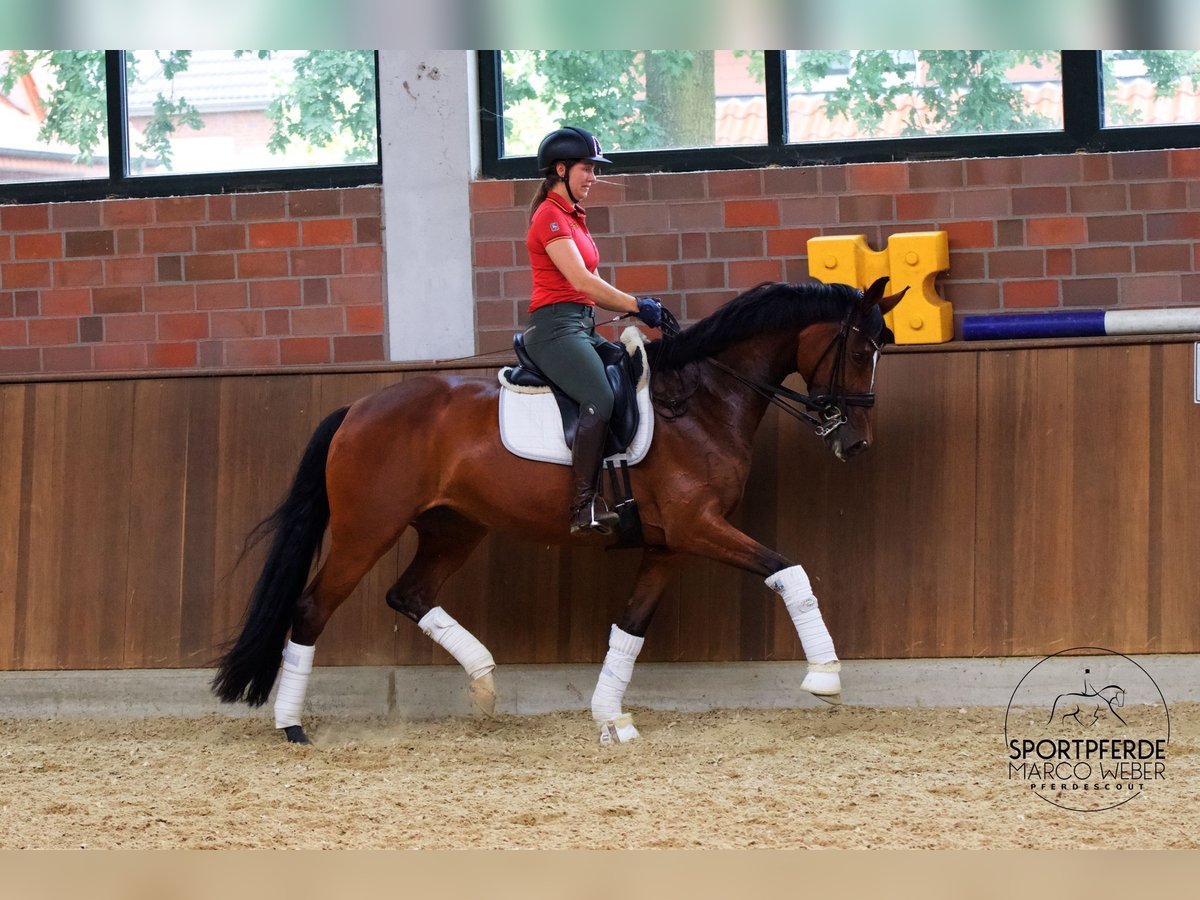 Westphalian Mare 8 years 16 hh Brown in Warendorf