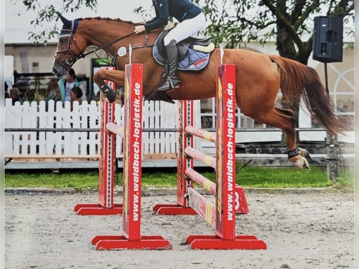 Westphalian Mare 8 years 16 hh Chestnut-Red in Versmold