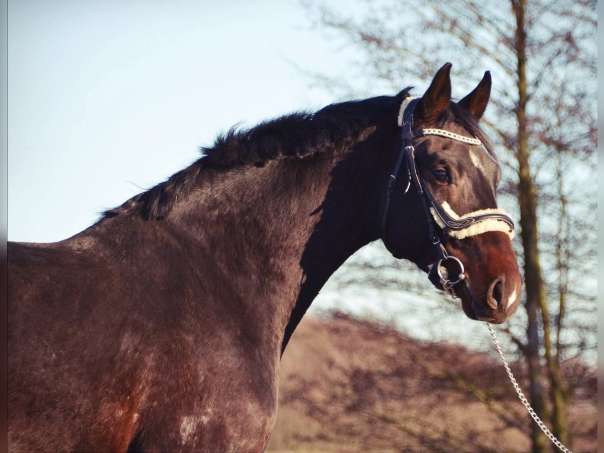 Westphalian Mare 8 years 16,2 hh Bay-Dark in Przetoczyno