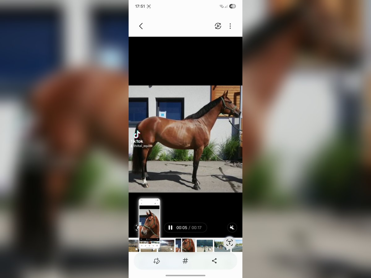 Westphalian Mare 8 years 16,2 hh Brown in Weiler-Simmerberg
