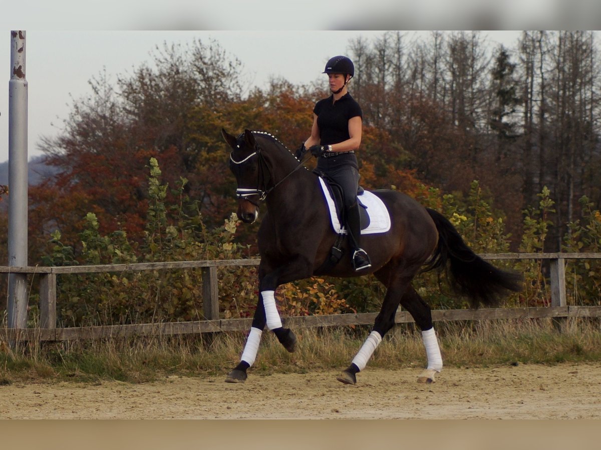 Westphalian Mare 8 years 17 hh Bay-Dark in Iserlohn