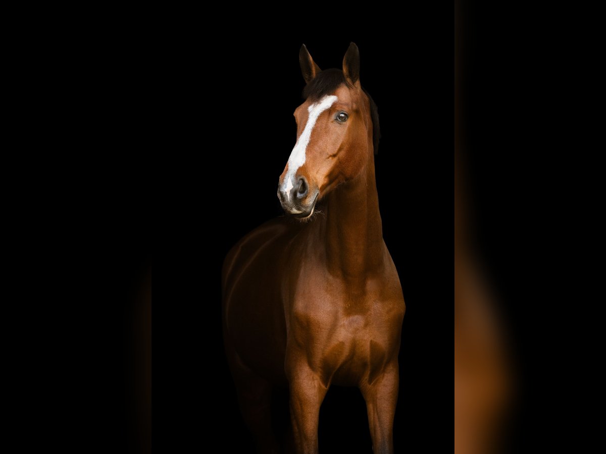 Westphalian Mare 8 years 17 hh Brown in Neustadt am Rübenberge