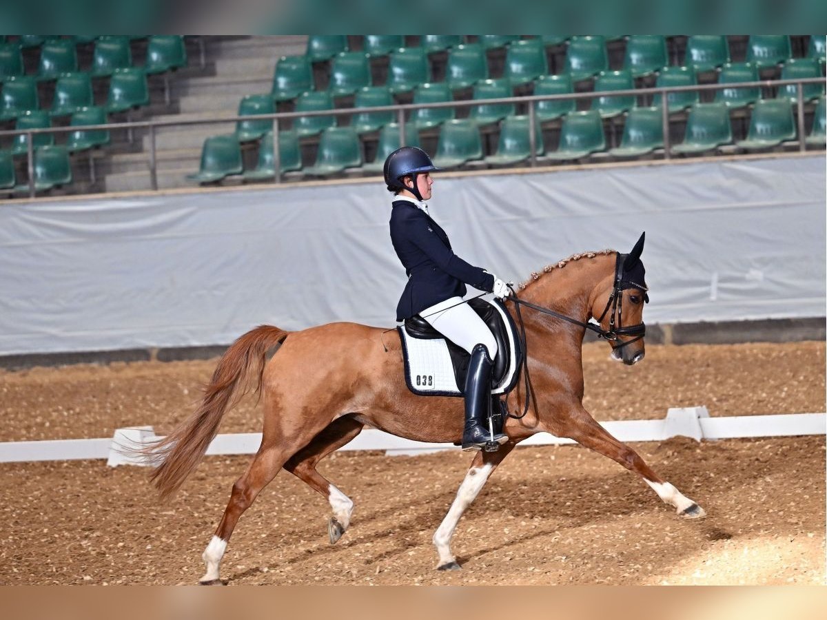 Westphalian Mare 9 years 14,1 hh Dun in Heddesheim