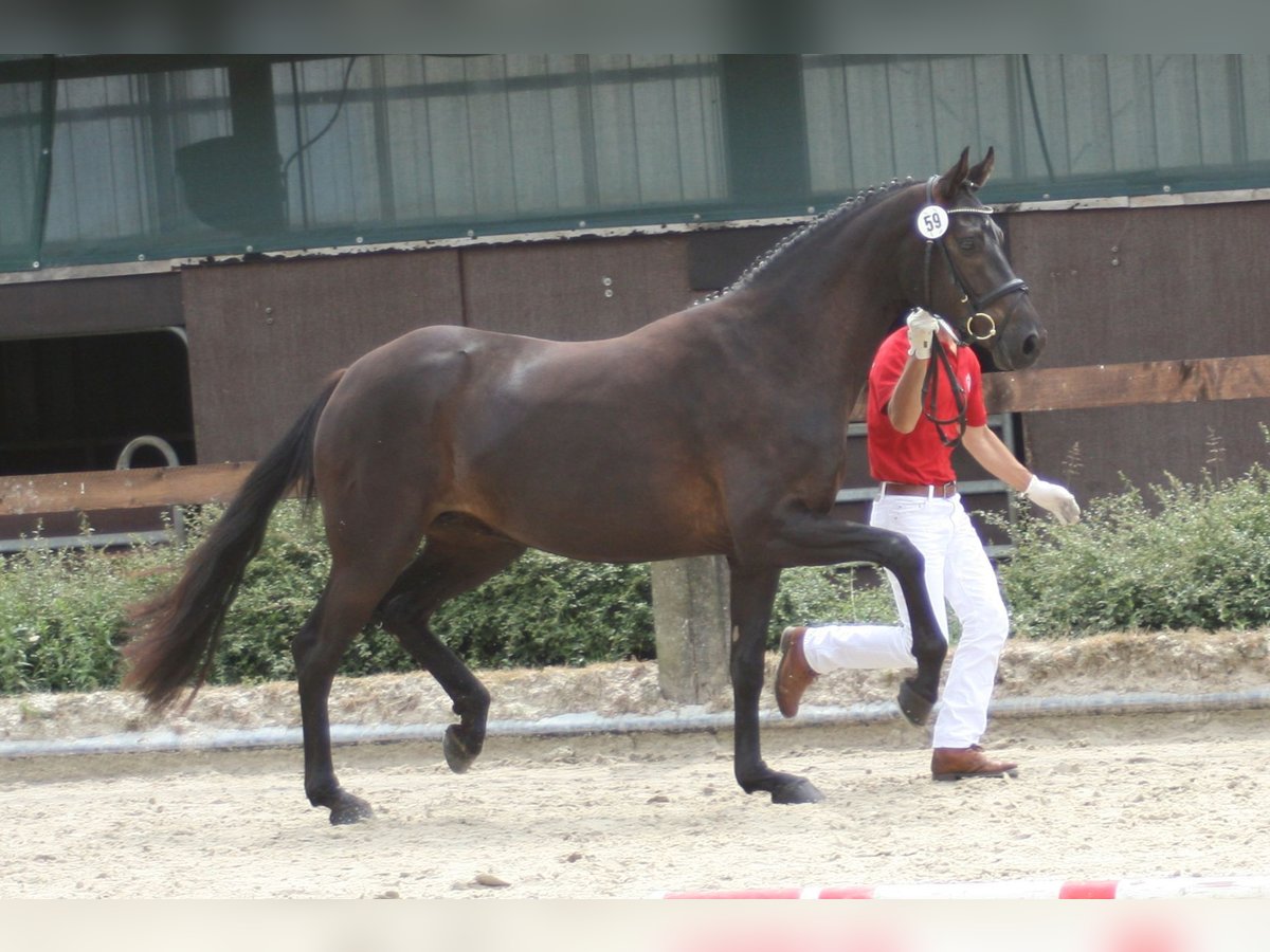 Westphalian Mare 9 years 16,1 hh Black in Remscheid