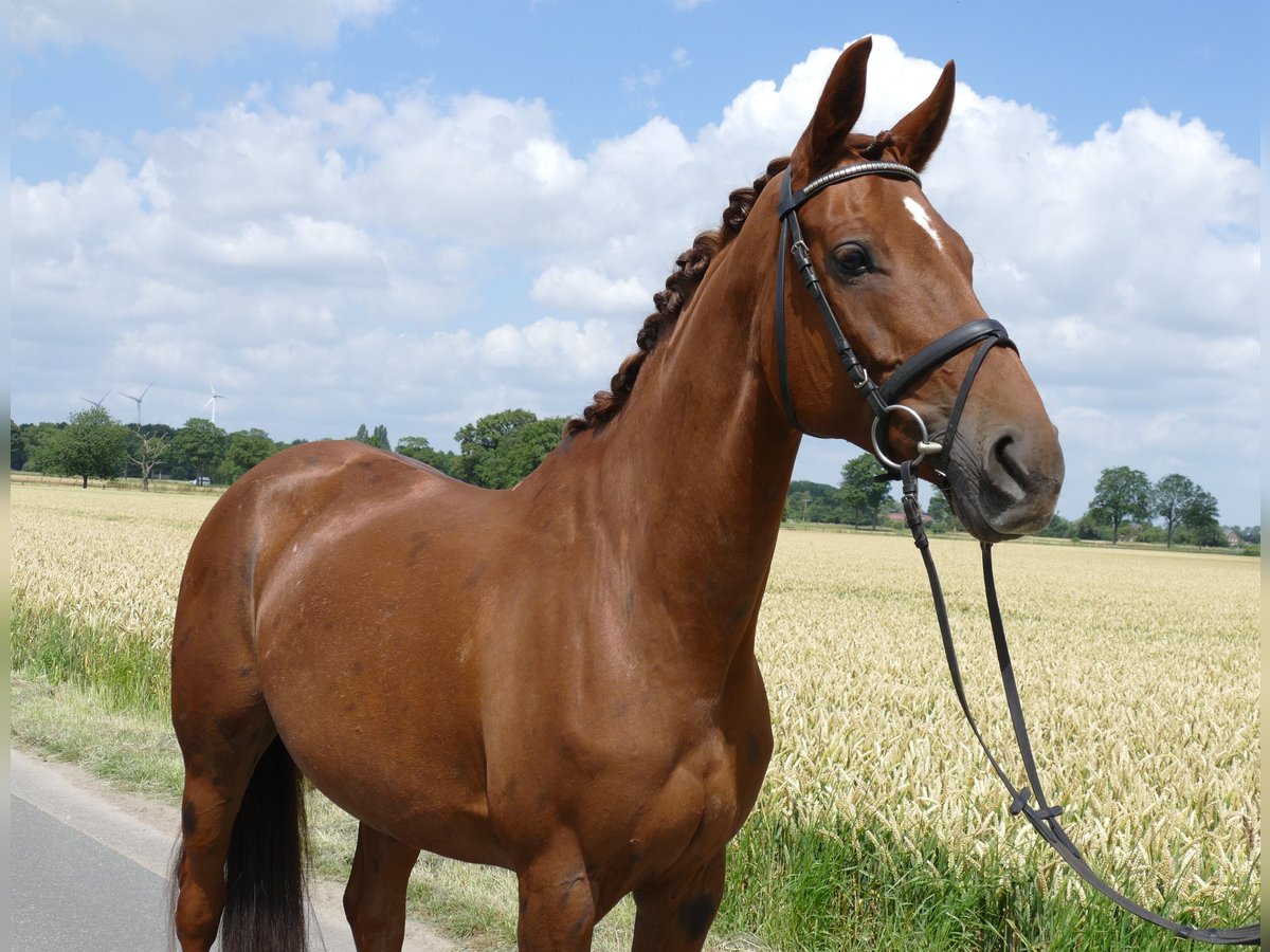 Westphalian Mare 9 years 16,1 hh Chestnut-Red in Kempen