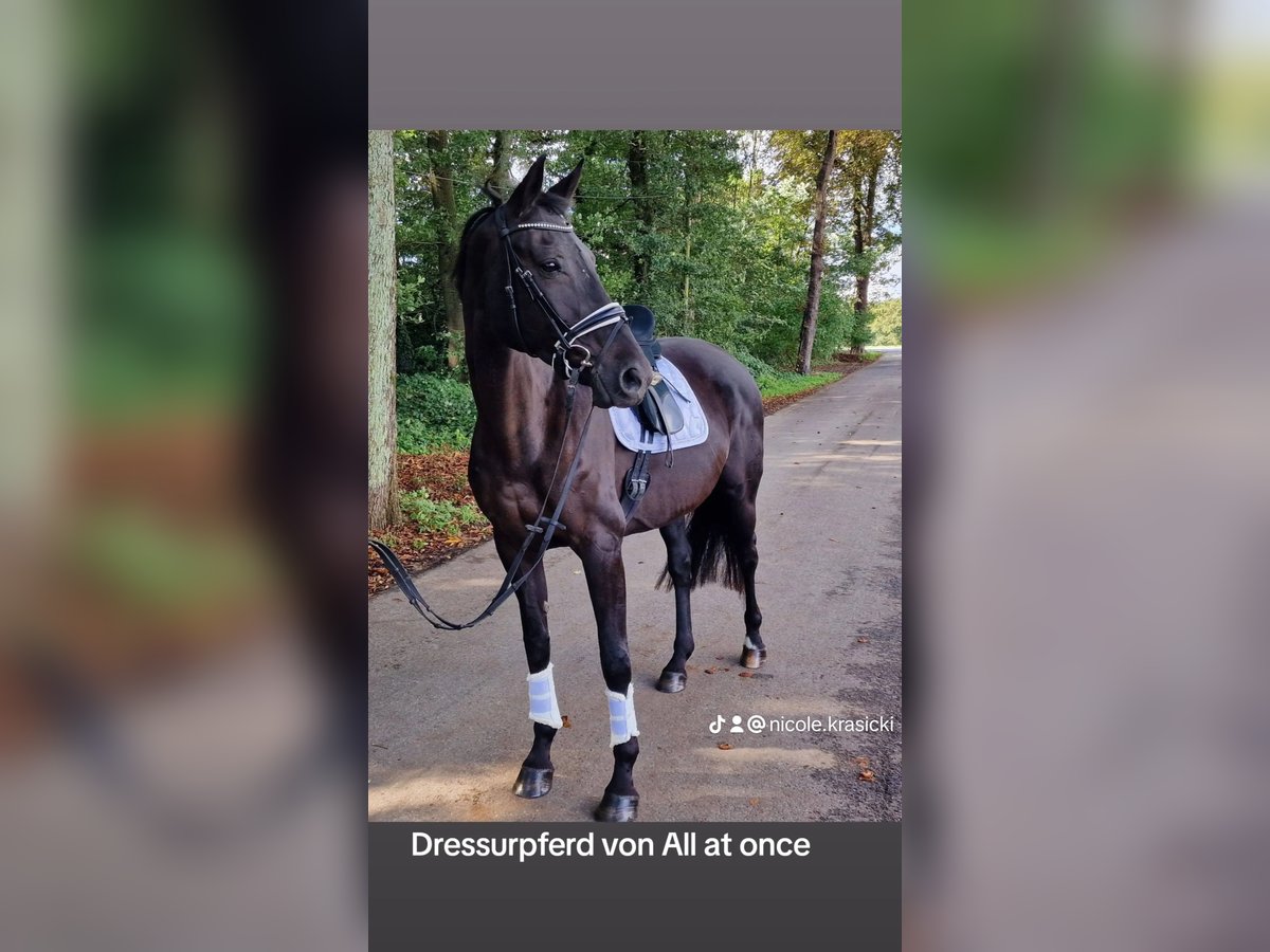 Westphalian Mare 9 years 16,2 hh Black in Hünxe