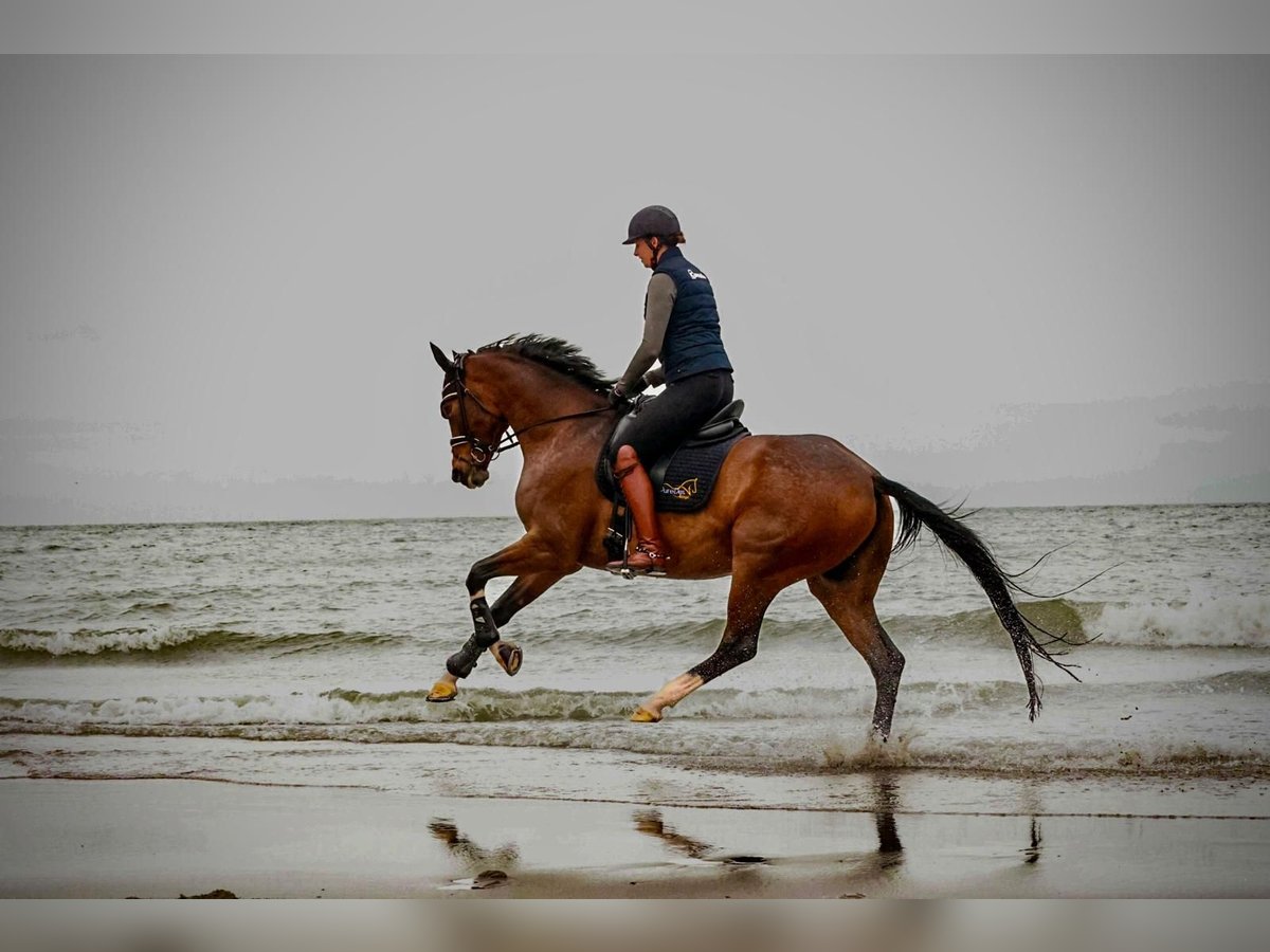 Westphalian Mare 9 years 16,2 hh Brown in Warendorf
