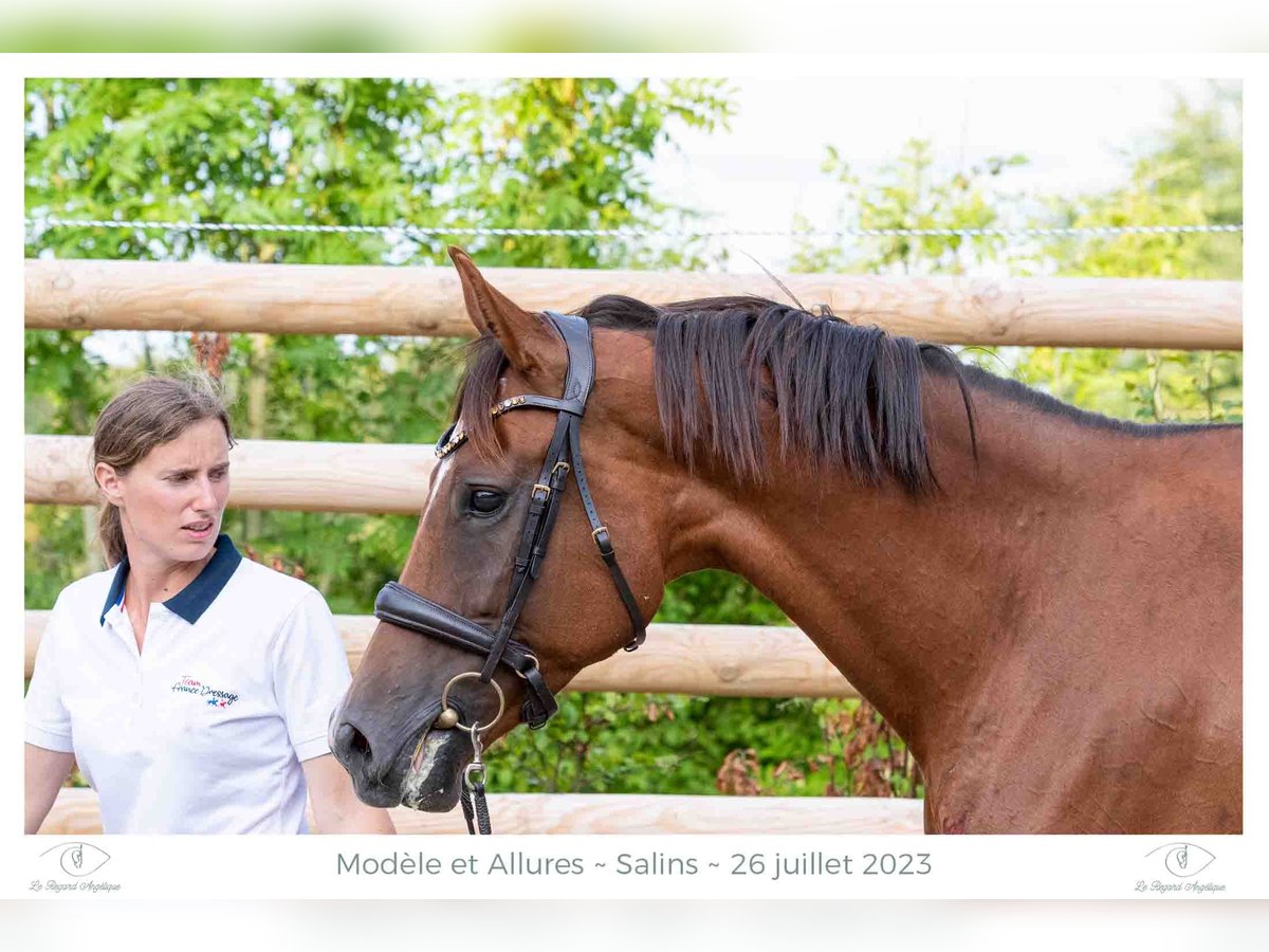 Westphalian Mare 9 years 16,2 hh Chestnut-Red in Elevage des Baïsses