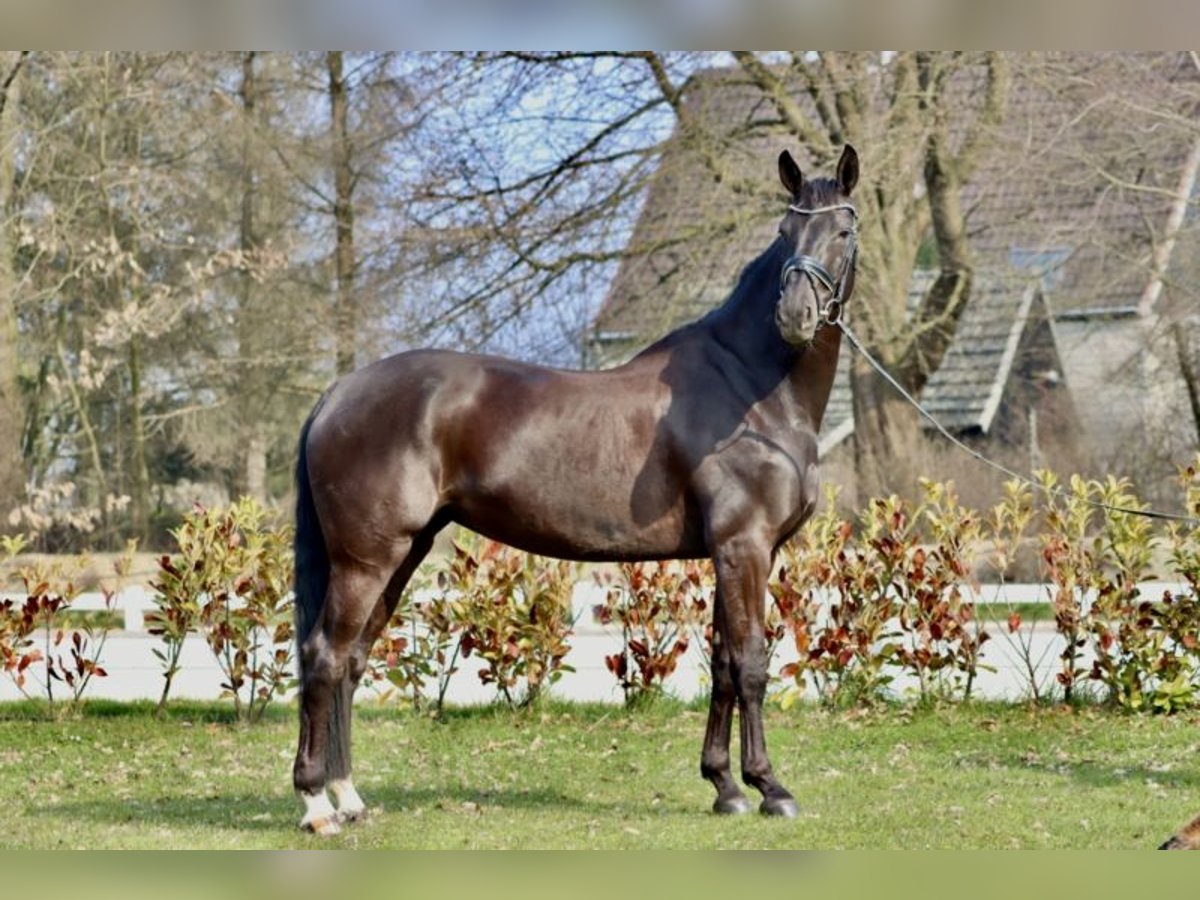 Westphalian Mare 9 years 16,2 hh Smoky-Black in Iserlohn