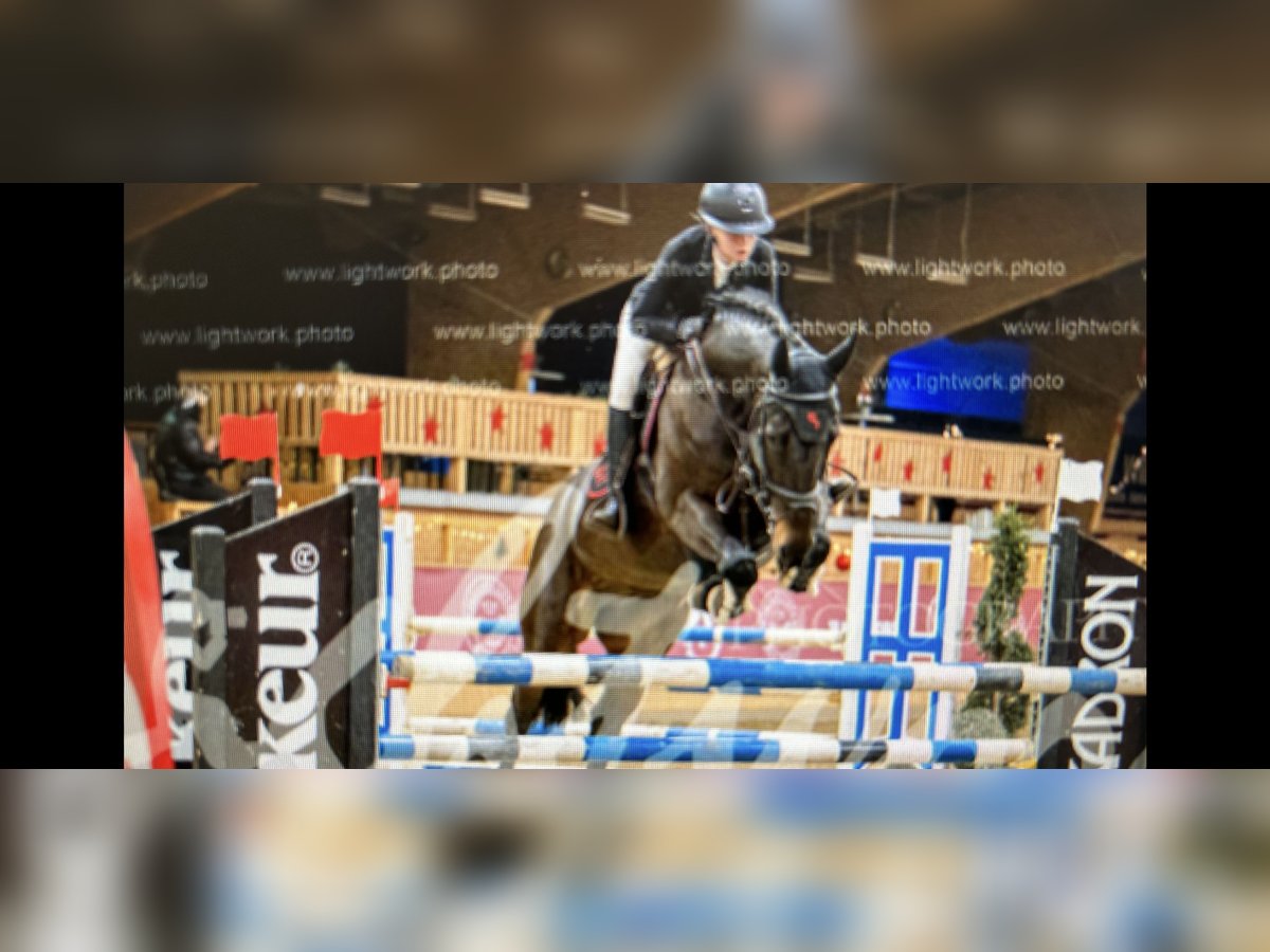 Westphalian Mare 9 years 16,2 hh Smoky-Black in Lage