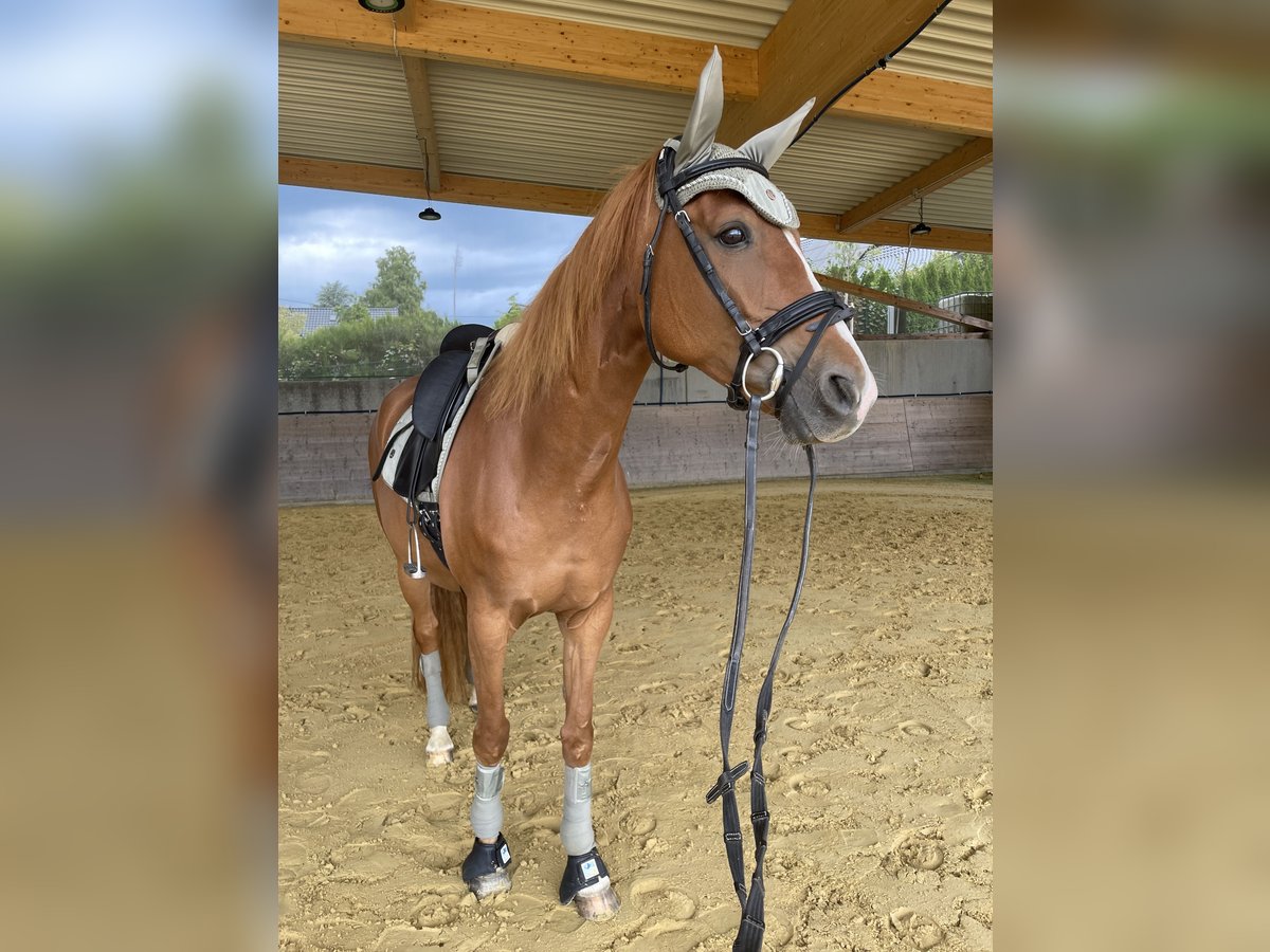 Westphalian Mare 9 years 16 hh Chestnut-Red in Altenkirchen