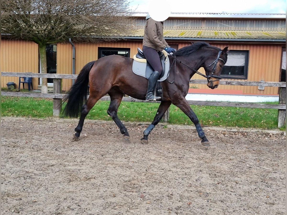 Westphalian Mare 9 years 16 hh Smoky-Black in Rahden