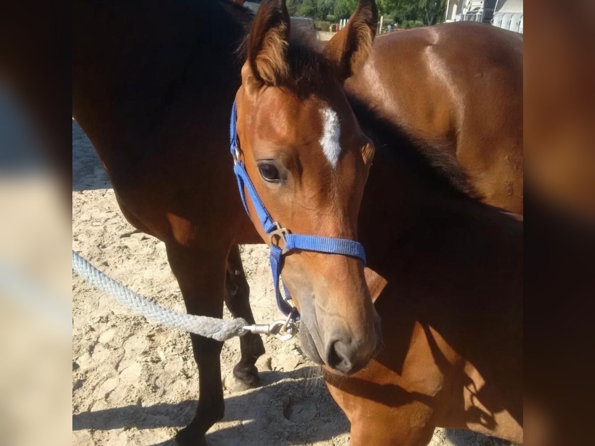 Westphalian Mare 9 years 16,1 hh Brown in Gettnau