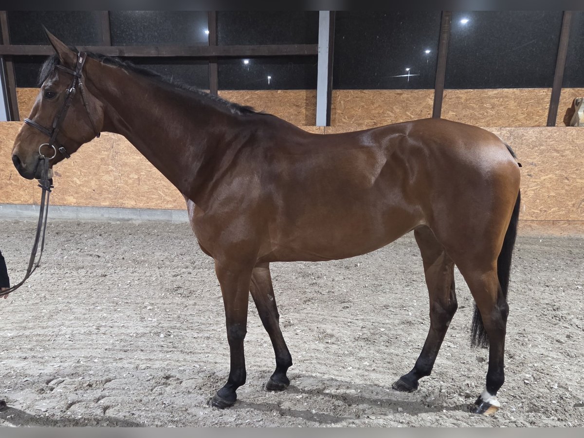 Westphalian Mare 9 years 16,1 hh Brown in Wettrup