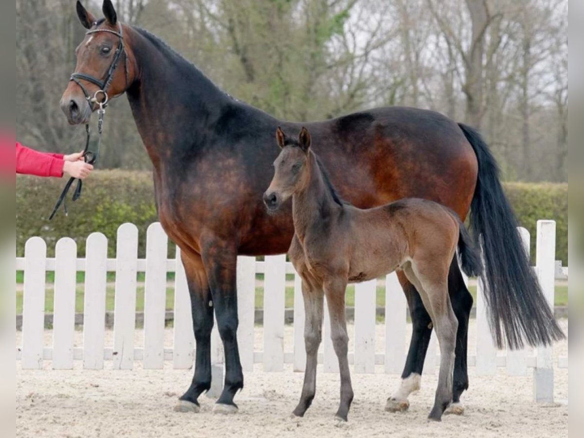 Westphalian Mare 9 years 16,2 hh Brown in Uedem