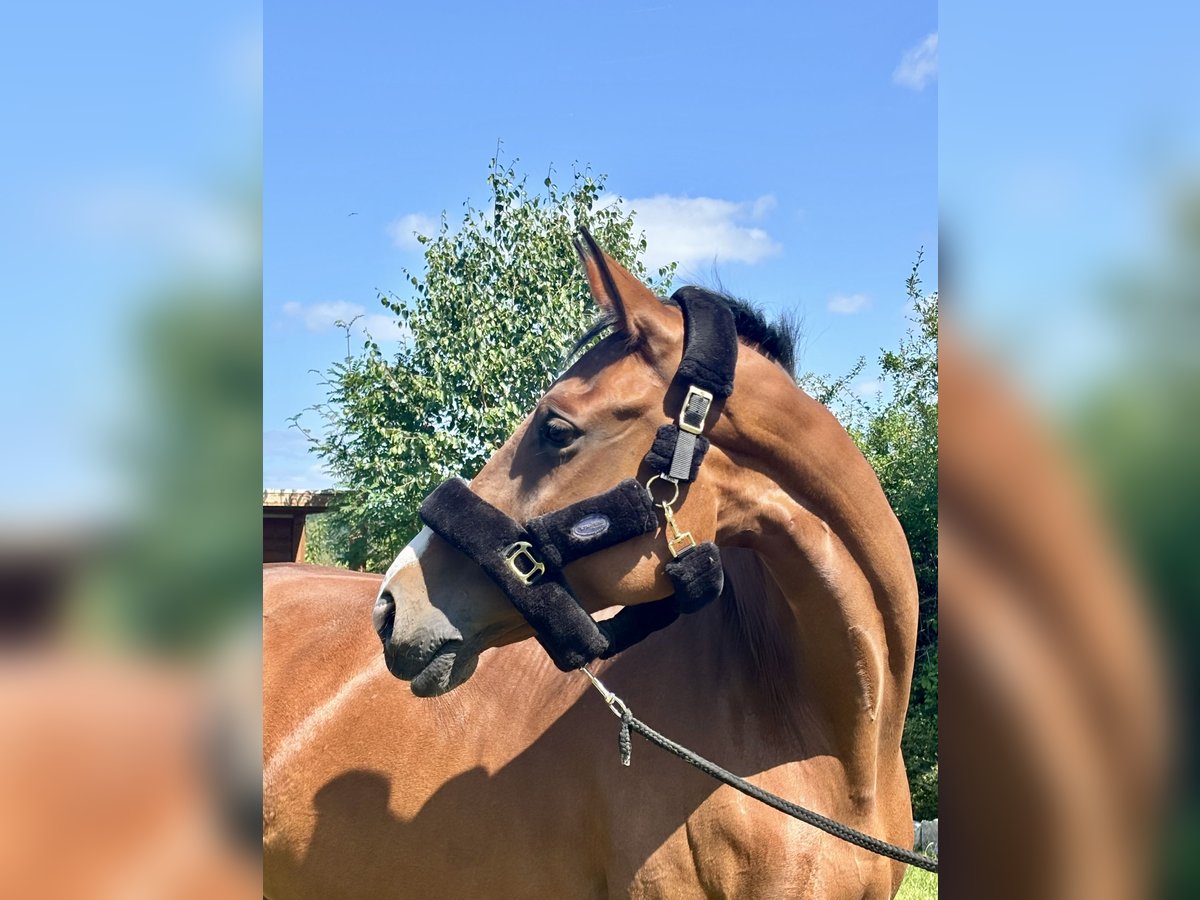 Westphalian Mare 9 years 16,3 hh Brown in Weisendorf