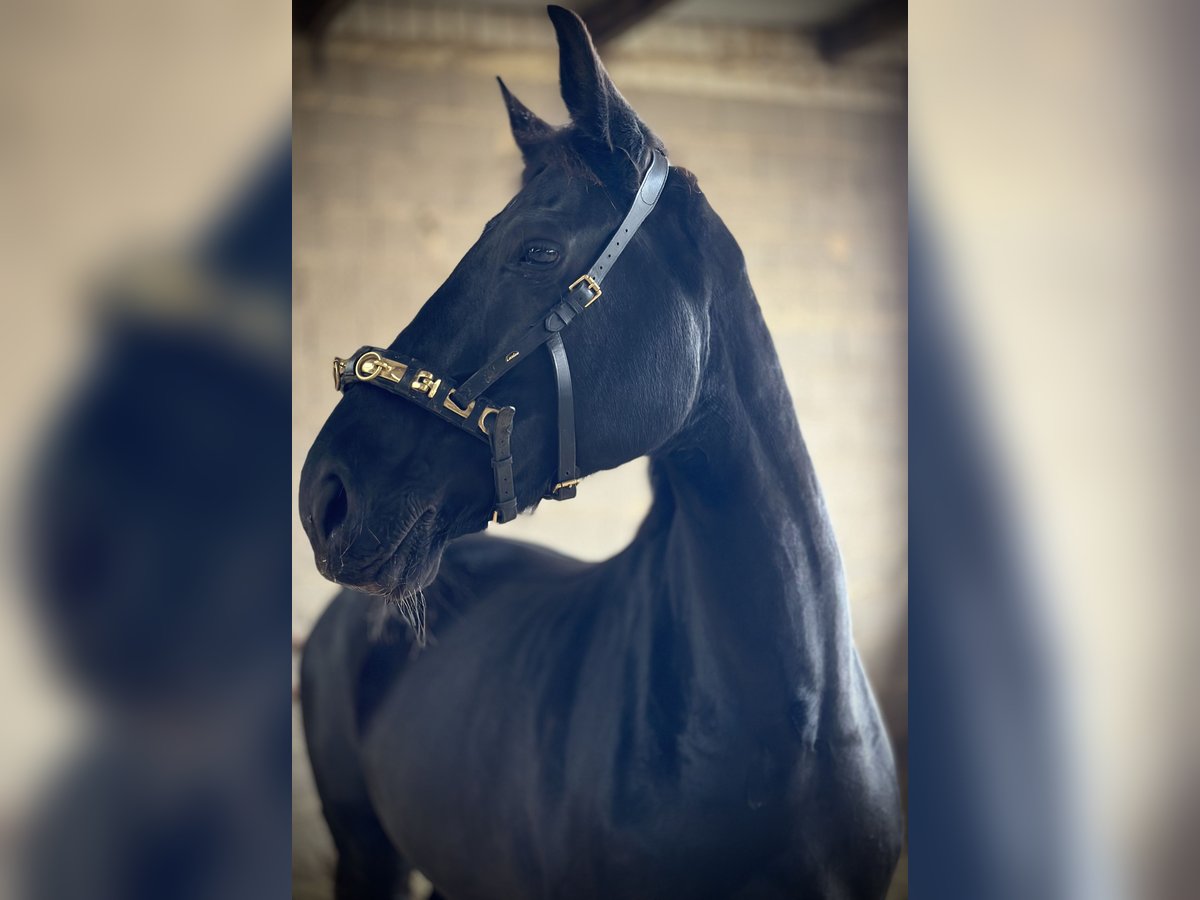 Westphalian Mare 9 years 17 hh Black in Mechernich