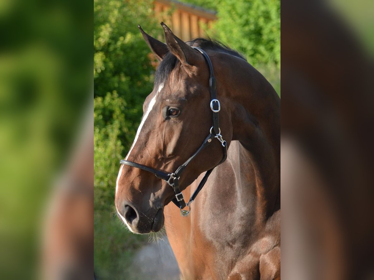 Westphalian Mare 9 years 17 hh Brown in Goldbach