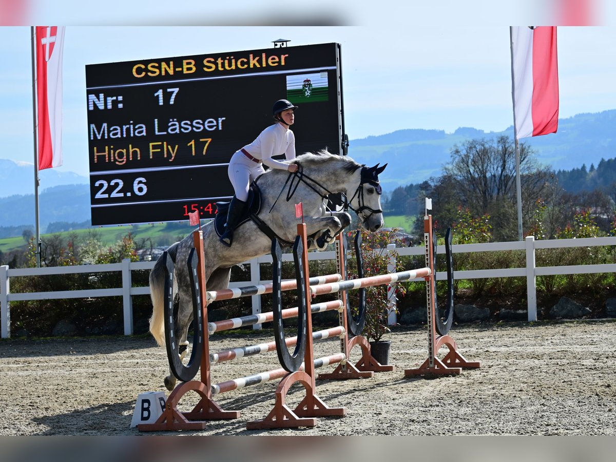 Westphalian Mare 9 years 17,2 hh Grey in Stattegg