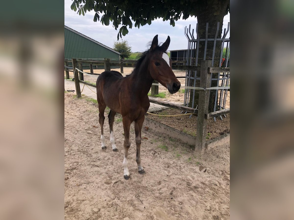 Westphalian Mare  14,2 hh Brown in Andervenne