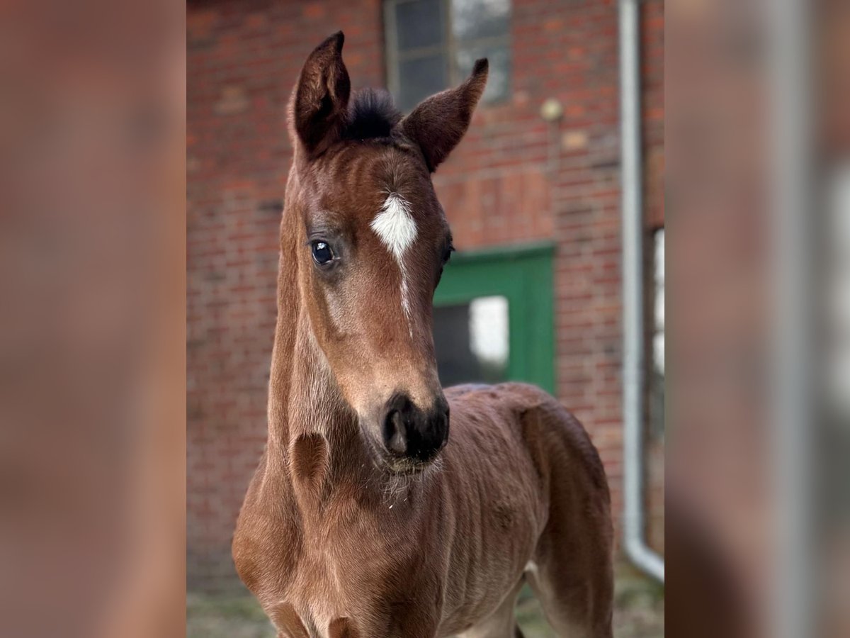 Westphalian Mare Foal (03/2024) 16,1 hh Bay-Dark in Ennigerloh