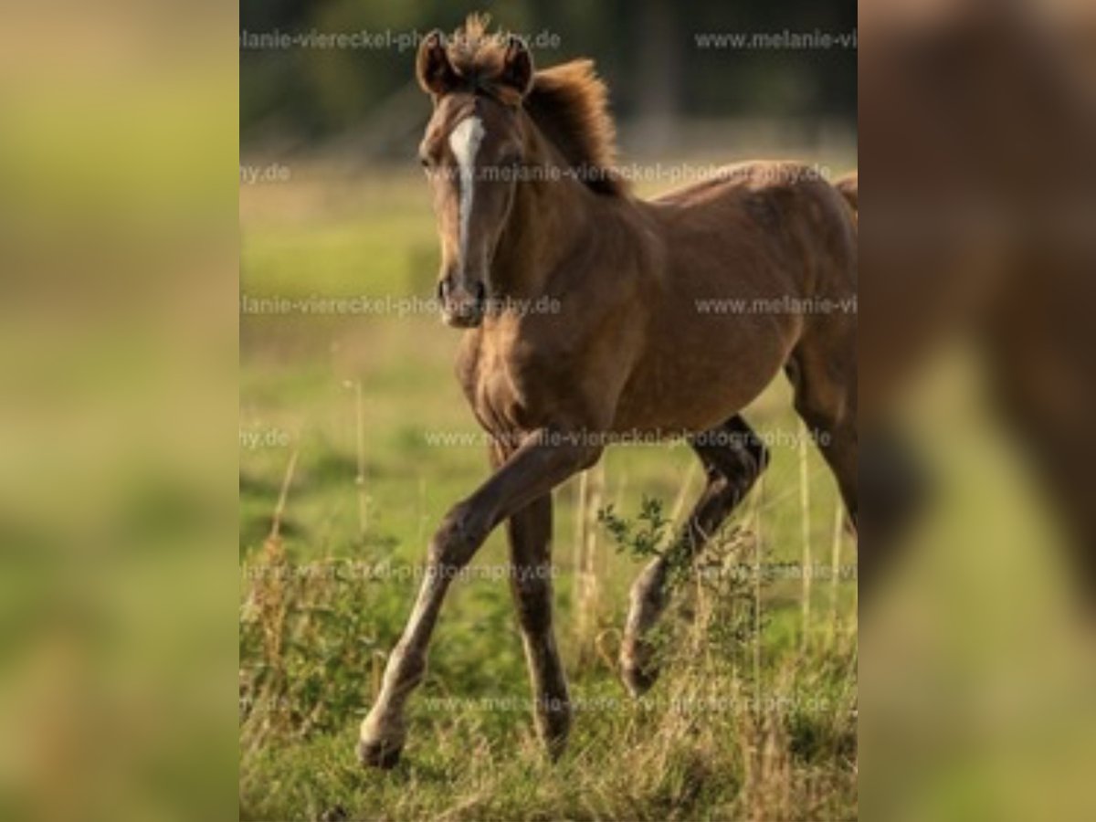 Westphalian Mare Foal (04/2025) 16,1 hh Chestnut in B&#xFC;nde