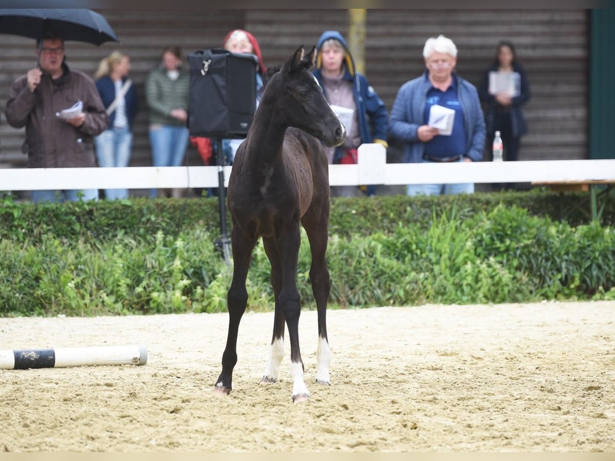 Westphalian Mare Foal (05/2024) 16,1 hh Smoky-Black in Ennigerloh