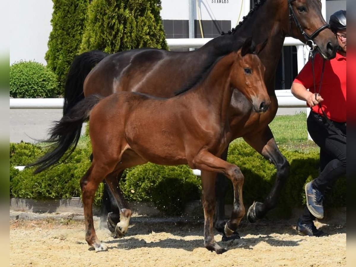 Westphalian Mare Foal (02/2024) 16,2 hh Brown in Wysin