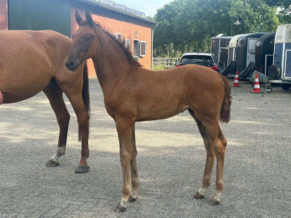 Westphalian Mare Foal (04/2024) 16,2 hh Chestnut in Spelle