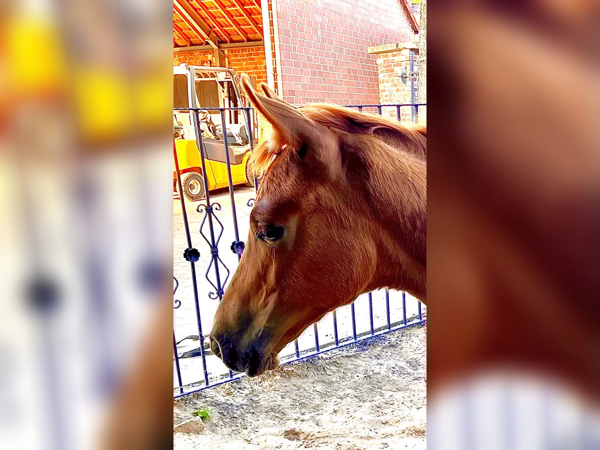 Westphalian Mare Foal (05/2025) 16,2 hh Chestnut-Red in Unna