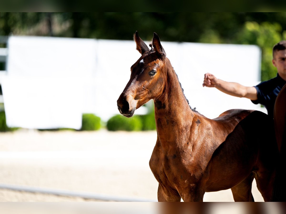 Westphalian Mare Foal (06/2024) 16,3 hh Brown in Ciechanów