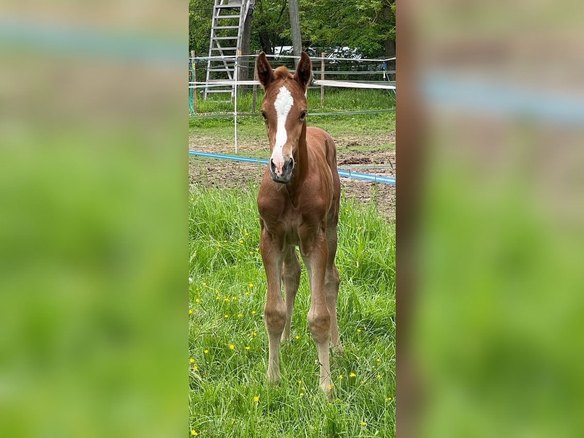 Westphalian Mare Foal (04/2023) 16,3 hh Chestnut in Wiesbaden