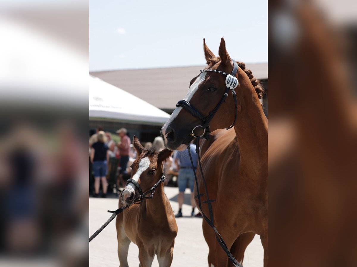 Westphalian Mare  16 hh Bay-Dark in Siegen