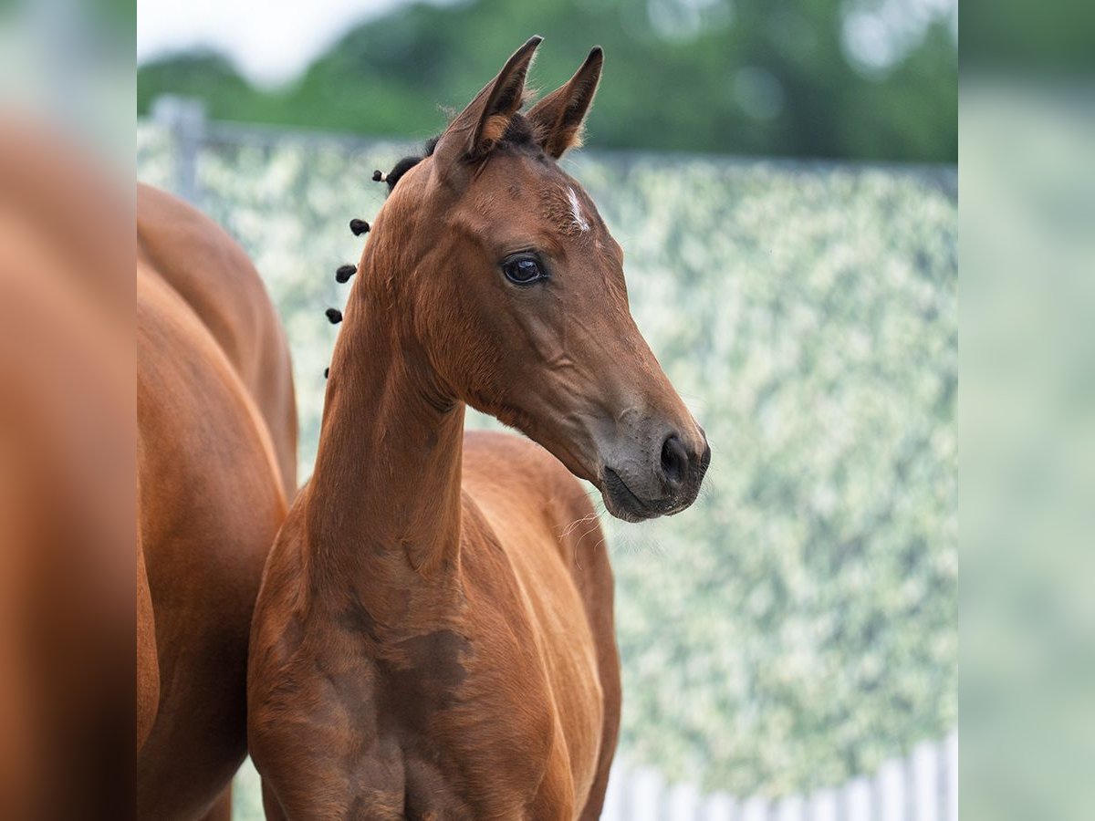 Westphalian Mare  16 hh Brown in D&#xFC;lmen