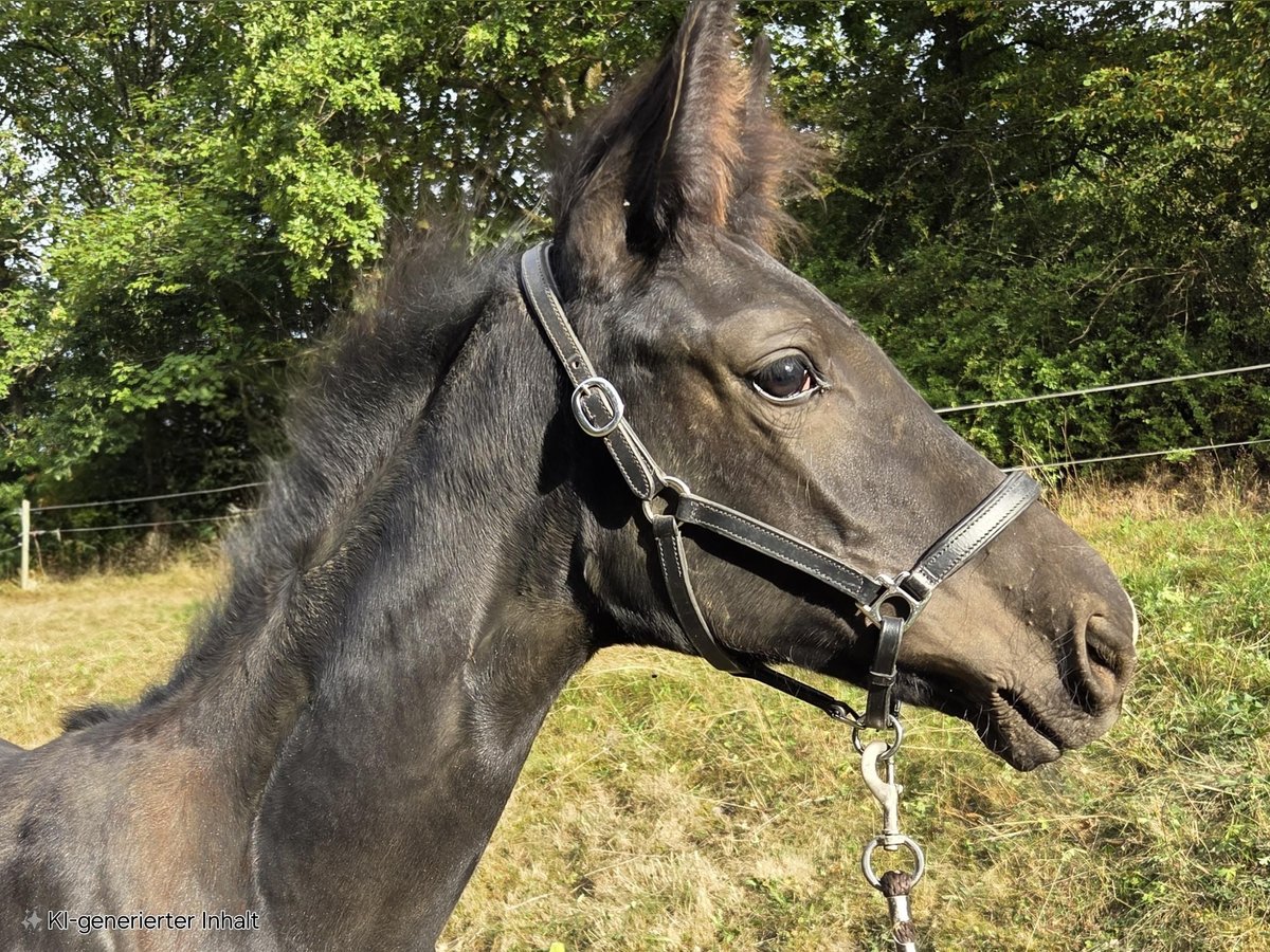 Westphalian Mare Foal (04/2025) 16,1 hh Black in V&#xF6;hl