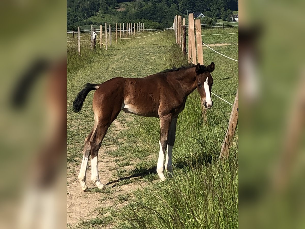 Westphalian Mare  16,1 hh Brown in Vlotho