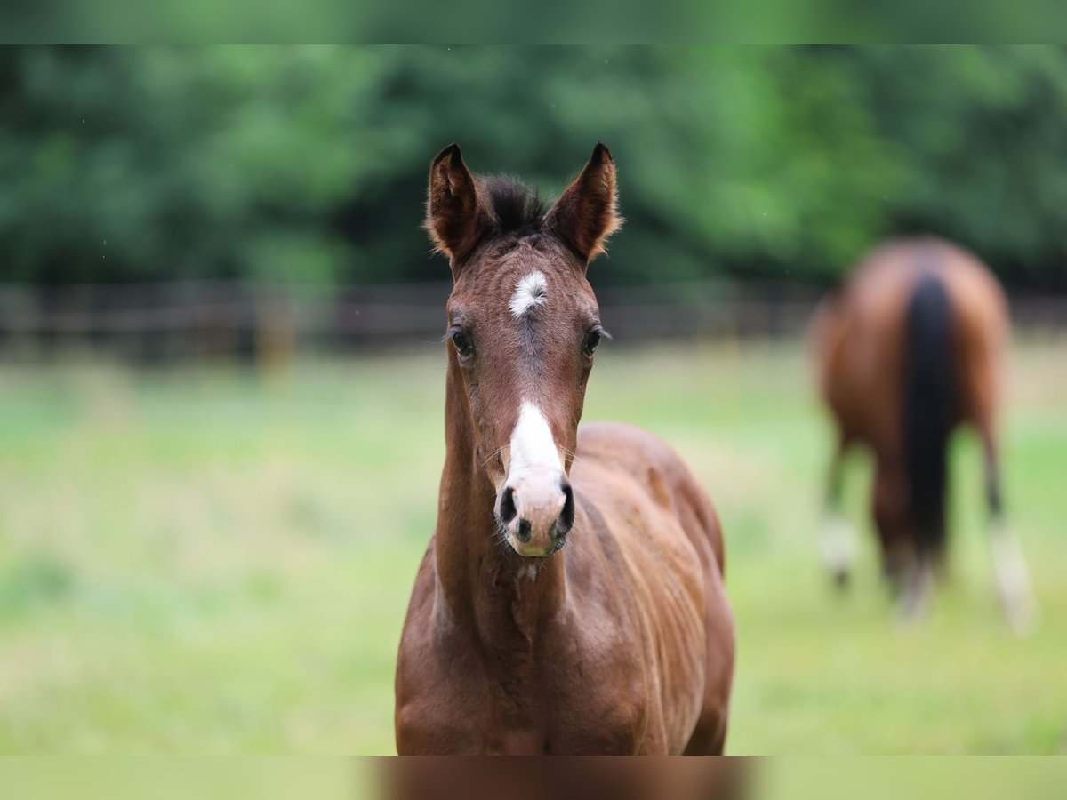 Westphalian Mare  16,1 hh Brown in Ibbenb&#xFC;ren