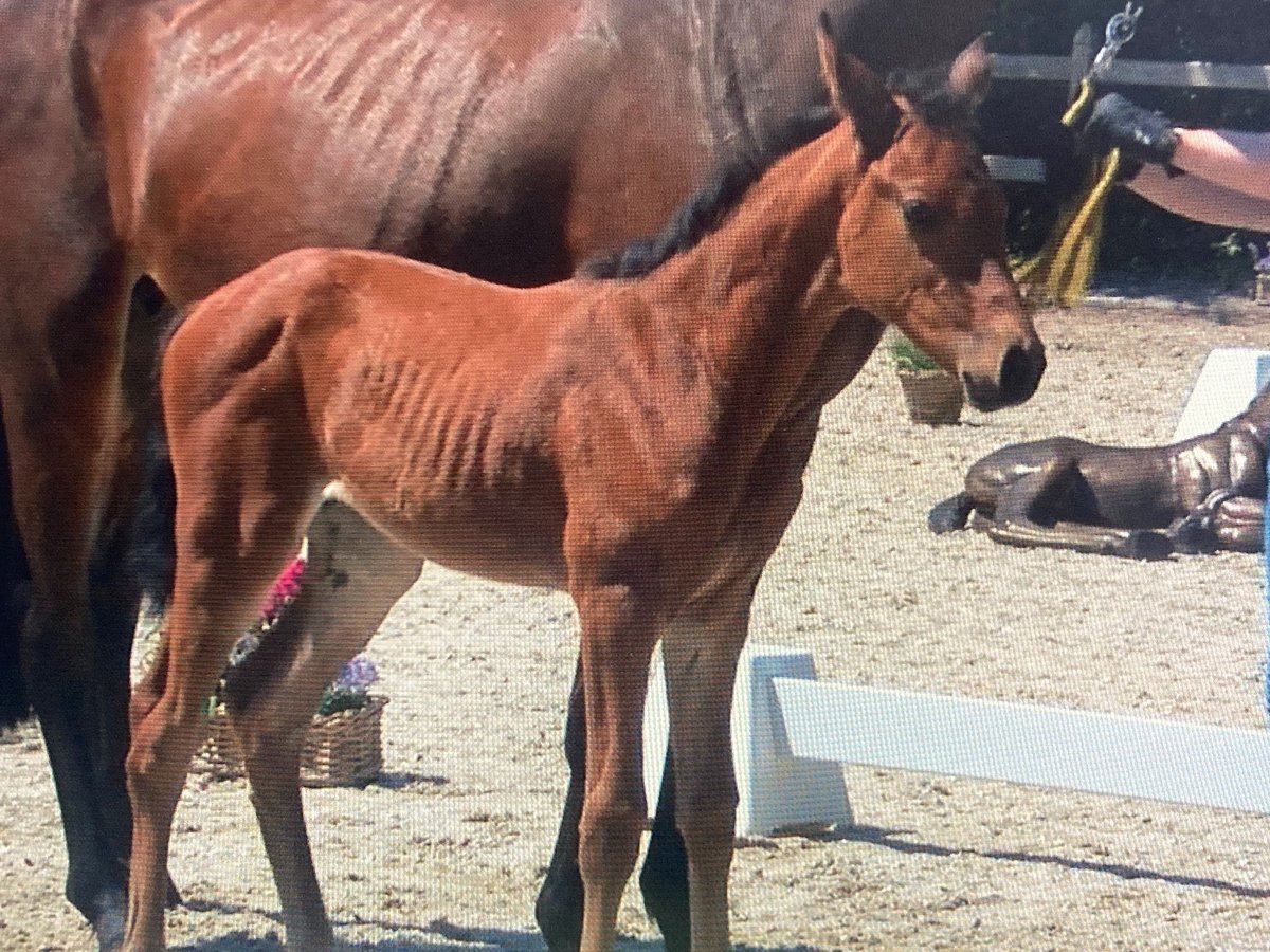 Westphalian Mare Foal (05/2025) 16,1 hh Brown in Osnabr&#xFC;ck