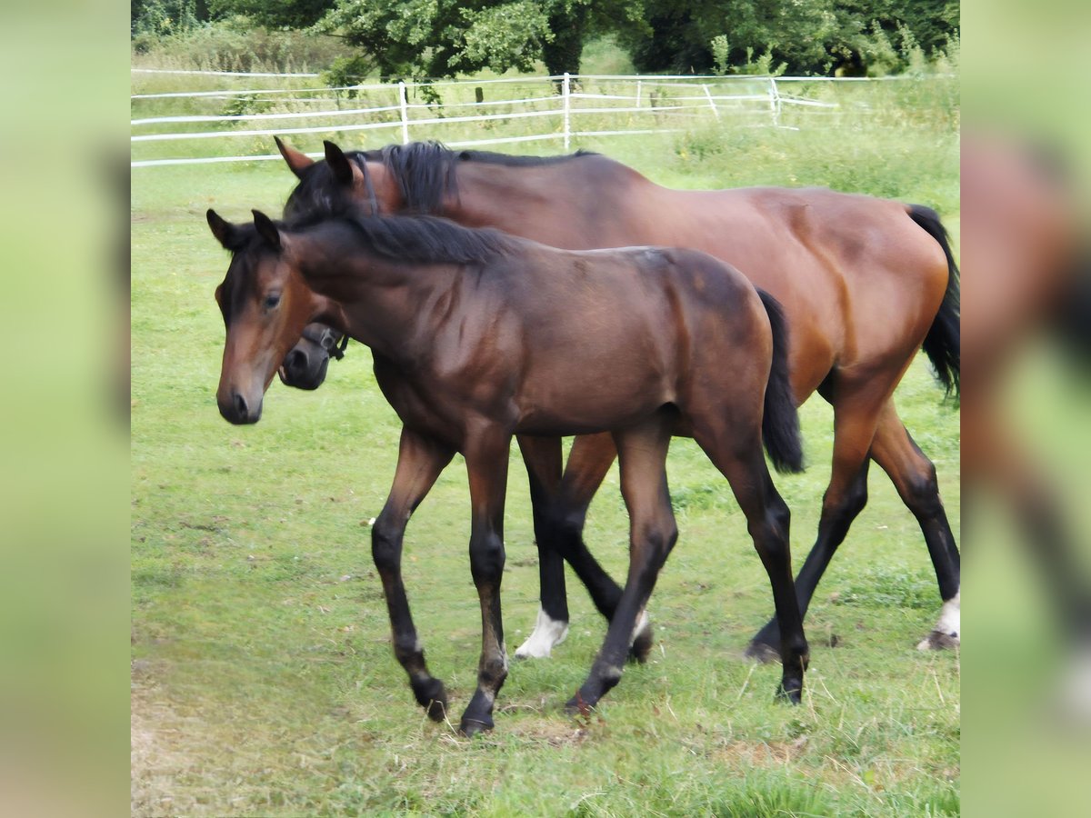 Westphalian Mare Foal (04/2025) 16,2 hh Bay-Dark in G&#xFC;tersloh