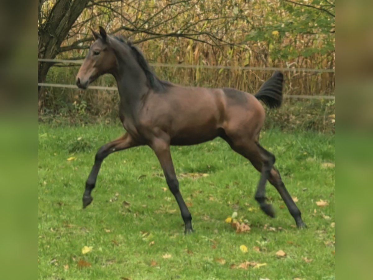 Westphalian Mare Foal (04/2025) 16,2 hh Bay-Dark in G&#xFC;tersloh