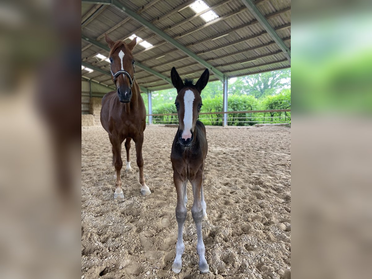 Westphalian Mare  16,2 hh Bay-Dark in Ratingen