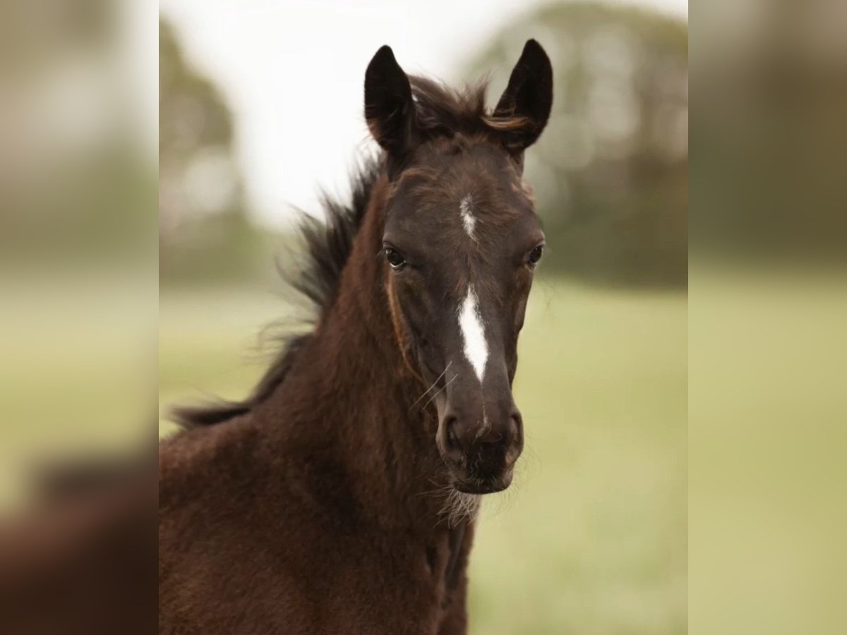 Westphalian Mare  16,2 hh Black in Rheine